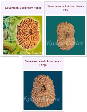 17 Mukhi Rudraksha Beads From Nepal Java Indonesia