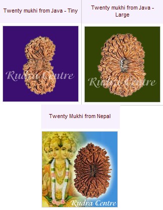 20 Mukhi Rudraksha Beads From Nepal Java Indonesia