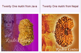 21 Mukhi Rudraksha Beads From Nepal Java Indonesia