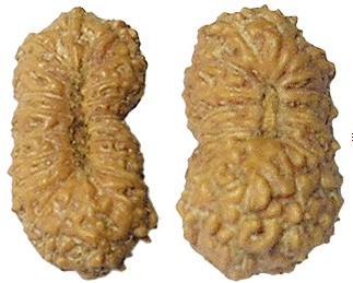 21 Mukhi Rudraksha Beads From Java Indonesia