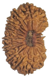 21 Mukhi Rudraksha Beads From Nepal