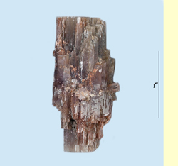 Bi-Color Aragonite 