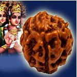 Four Mukhi Rudraksha Beads From Java Indonesia, God Brahma