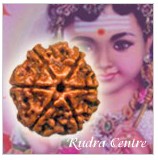 6 Mukhi Rudraksha Beads From Nepal