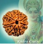 7 Mukhi Rudraksha Beads