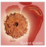 Eight Mukhi Rudraksha Beads