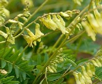 Astragalus Essential Oil 