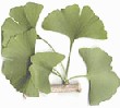 Ginko Biloba Aromatherapy Oils