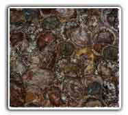 Petrified Wood Wall Art Tiles