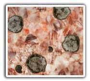 Fosilized Hematoid Quartz Art Work Tiles