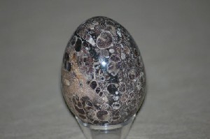 Turitella Fossil Agate Eggs