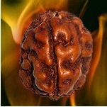 3 Mukhi Oval Rudraksha From Java Indonesia, Fire God Agnidev