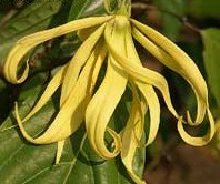 Ylang Ylang Plants