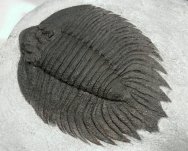 American Trilobites