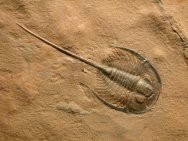 American Trilobites