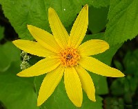 Arnica Aromatherapy Oils