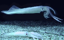 Straight Cephalopods