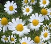 Chamomile Essential Oil