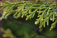 Cypress Branches