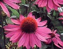 Echinacea Aromatherapy Oils