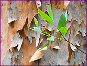 Eucalyuptus Plants