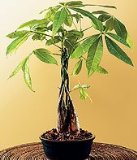 Money Bonsai Tree - Little Money