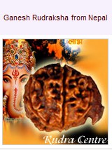 Ganesh Mukhi Rudraksha Beads