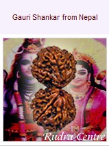 Gauri Shankar Mukhi Rudraksha Beads