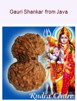 Gauri Shankar Mukhi Rudraksha Beads