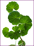 Geranium Leaves