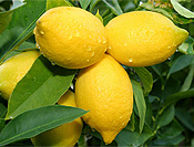 Lemon Fruit