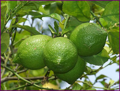 Lime Tree