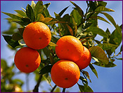 Mandarin Orange Tree