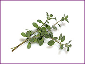 Marjoram Plants