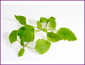 Lemon Balm Melissa Plant