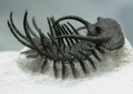 Moroccan Trilobites