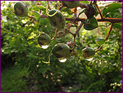 Myrtle Plants