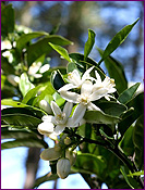 Neroli Plant