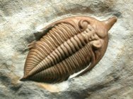 Oklahoma Trilobites