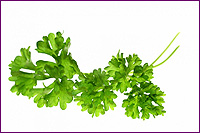 Parsley Plant