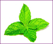 Peppermint Plants