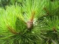 Pine Essential Oil 