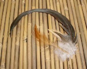 Rooster Feathers Feng Shui