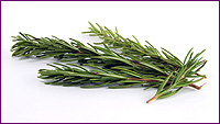 Rosemary