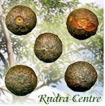 Rudraksha Fruits