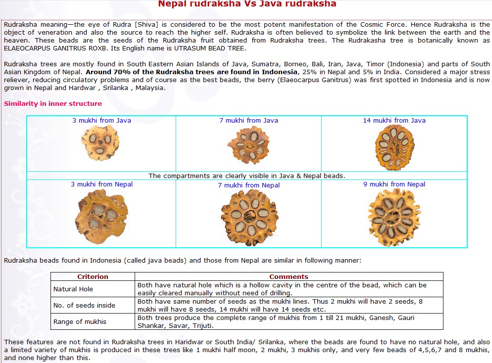 Rudraksha Mukhi Beads From Java Or Nepal