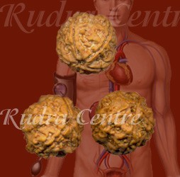 Rudraksha Water Beads