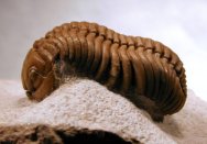 Russian Trilobites