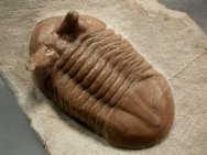 Russian Trilobites