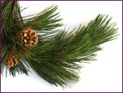 Scotch Pine Tree